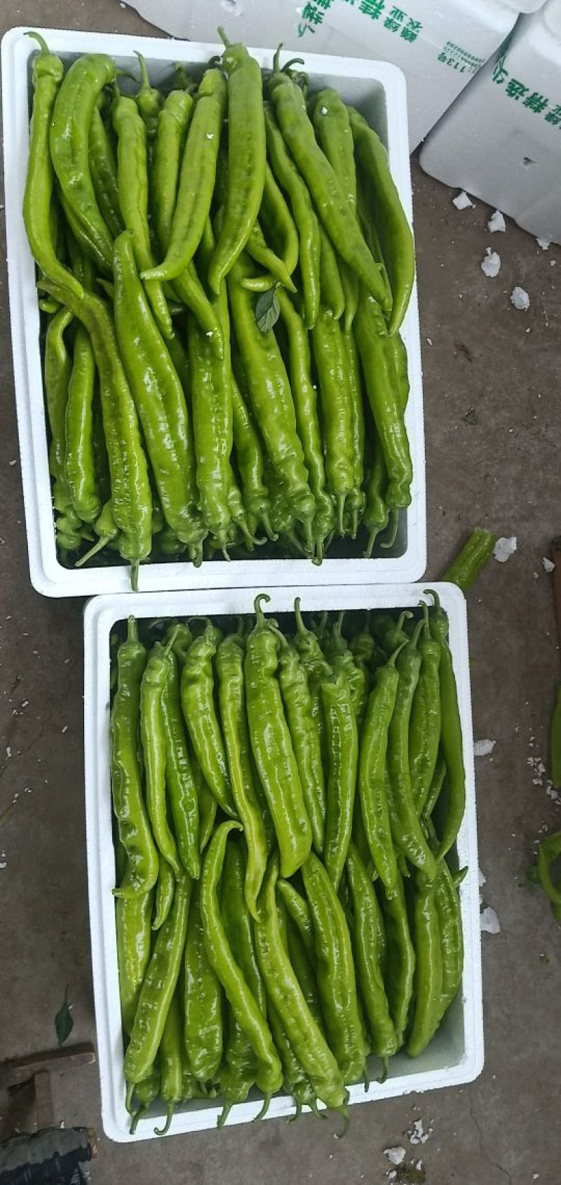 《推荐》潍坊青州尖椒黄皮尖椒30微辣市场收货一货源