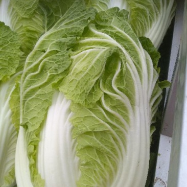 大白菜净菜4~6斤