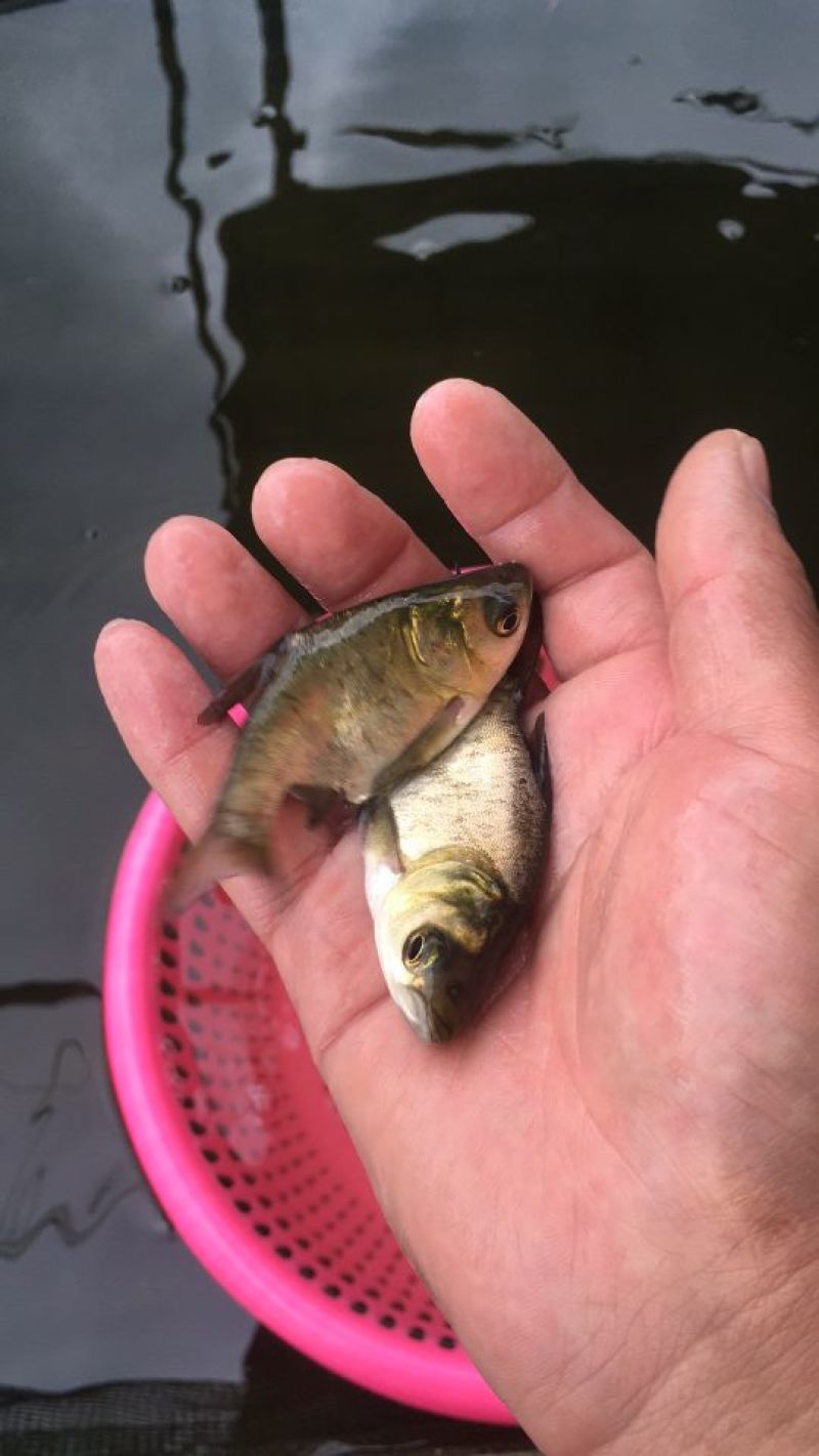 缩骨大头鱼苗缩骨花鲢鱼苗