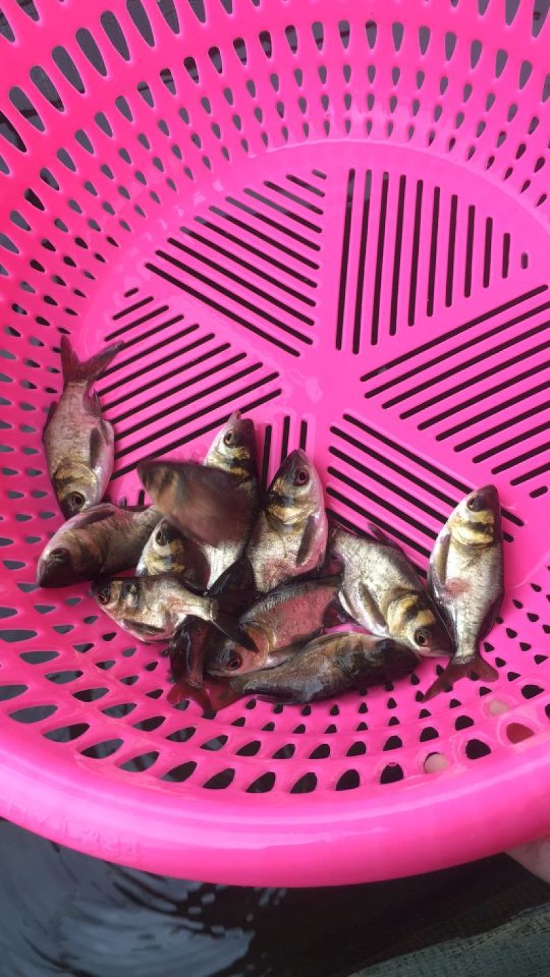 缩骨大头鱼苗缩骨花鲢鱼苗