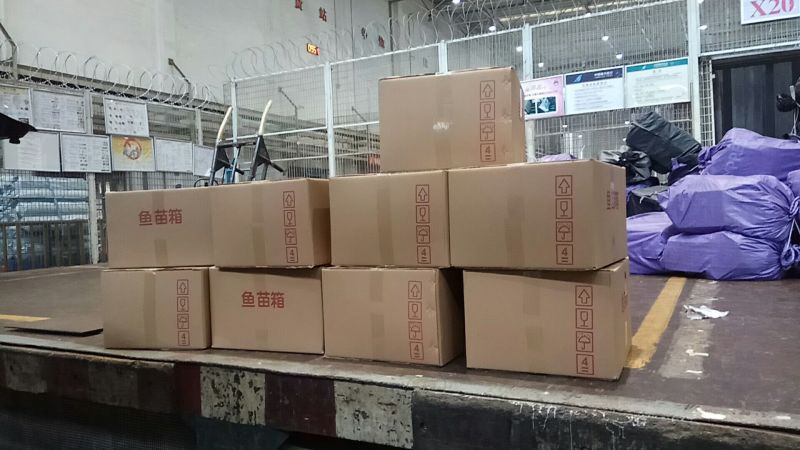 缩骨大头鱼苗缩骨花鲢鱼苗