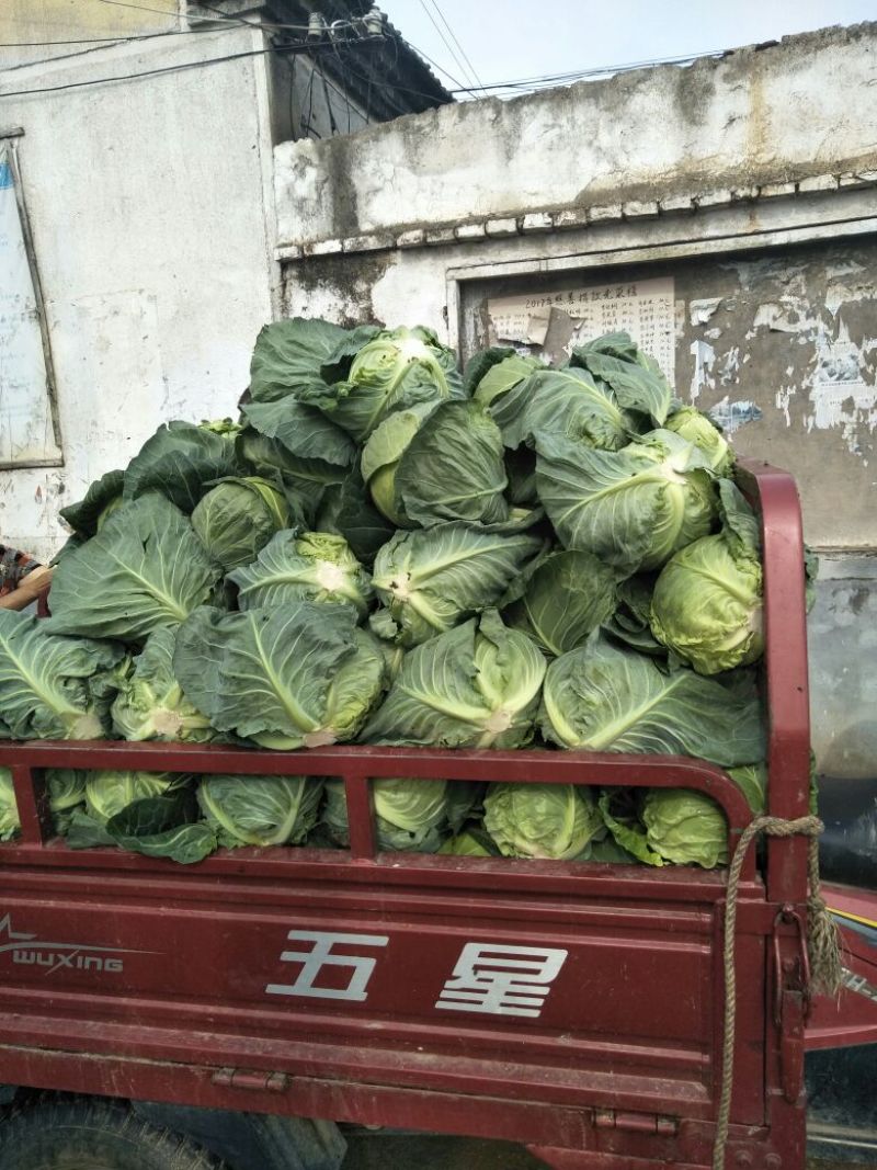 卷心菜