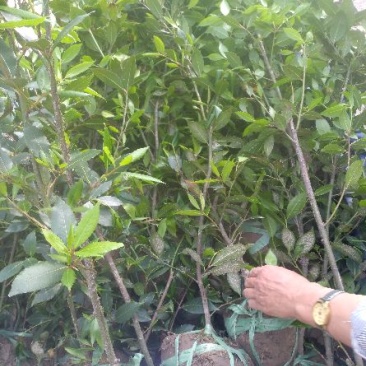 桂花小苗，独杆桂花，蓬径桂花