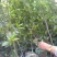 桂花小苗，独杆桂花，蓬径桂花