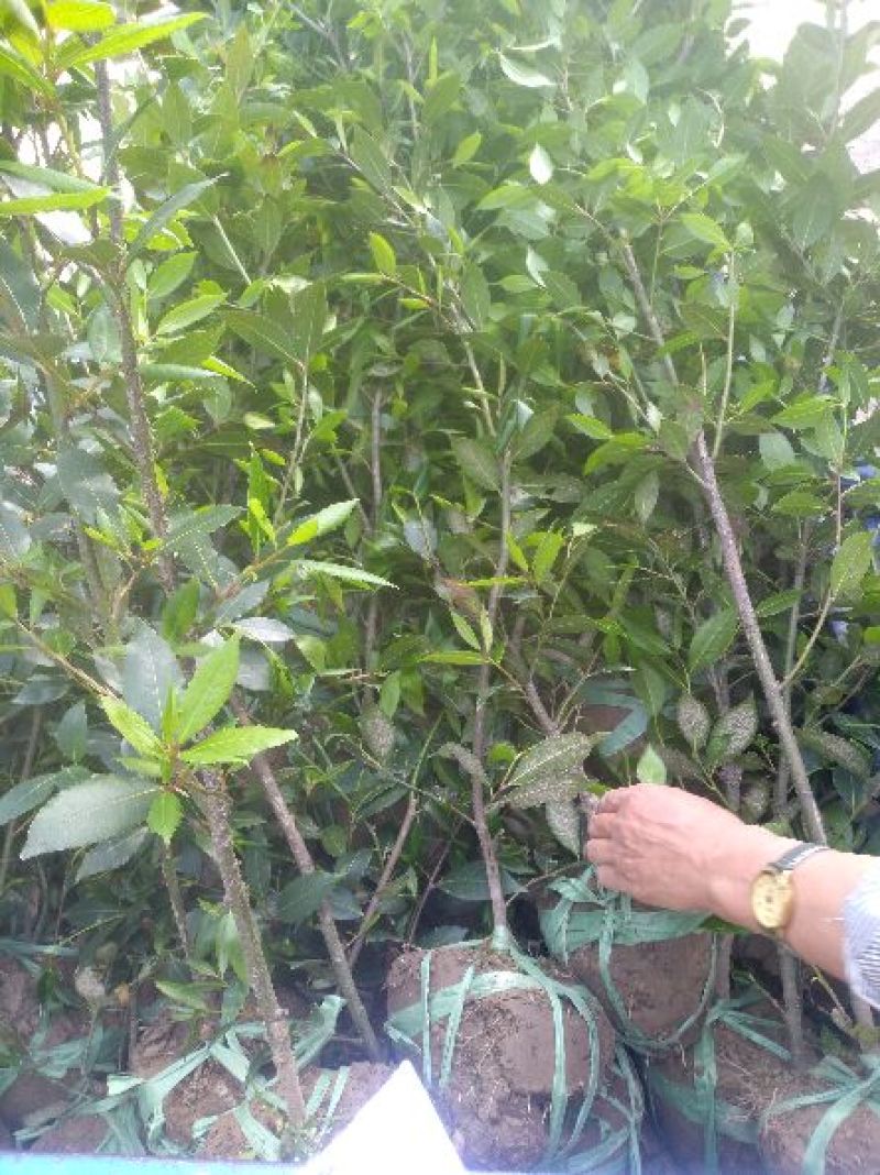 桂花小苗，独杆桂花，蓬径桂花