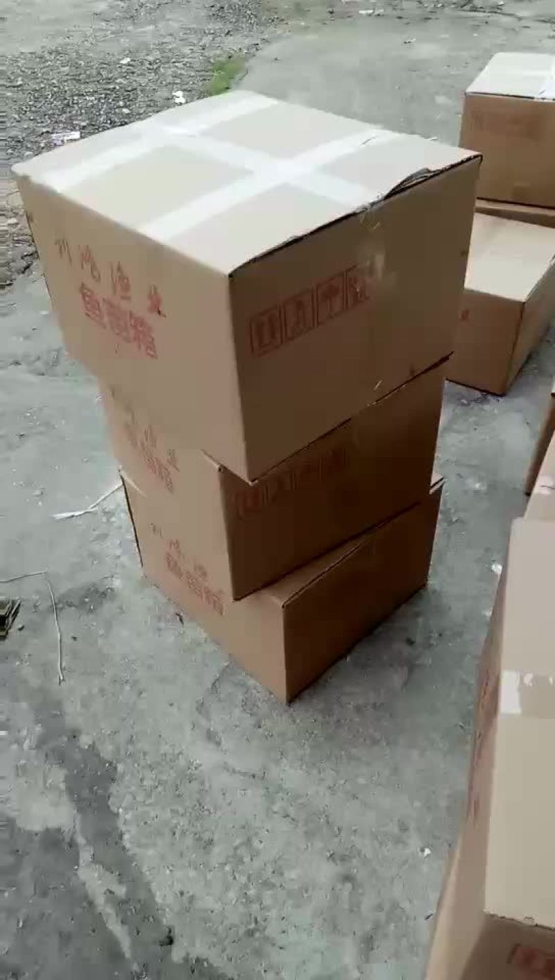 武昌鱼苗边鱼苗三角鲂鱼苗