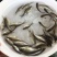 武昌鱼苗边鱼苗三角鲂鱼苗
