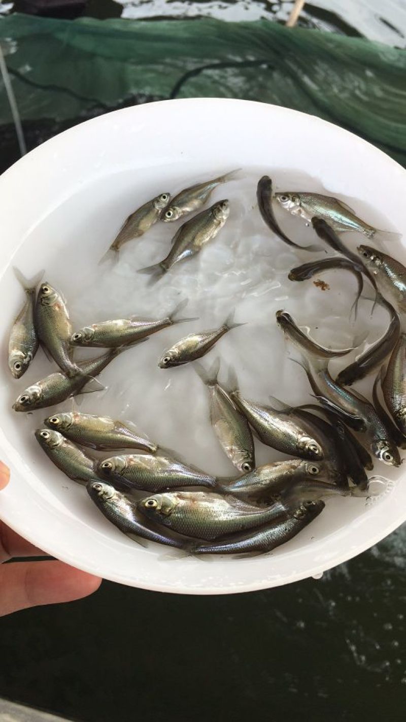 武昌鱼苗边鱼苗三角鲂鱼苗