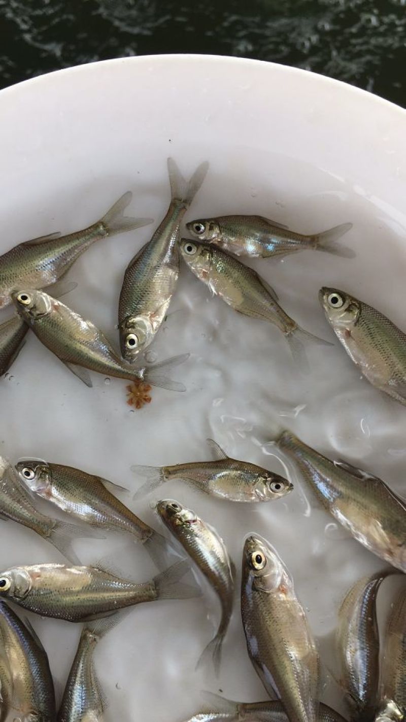 武昌鱼苗边鱼苗三角鲂鱼苗