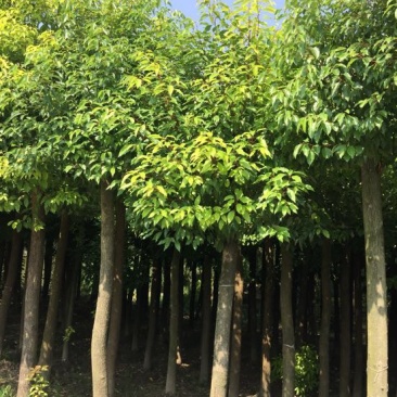 香樟12~14cm12~14cm4米以上，移植香樟