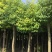 香樟12~14cm12~14cm4米以上，移植香樟