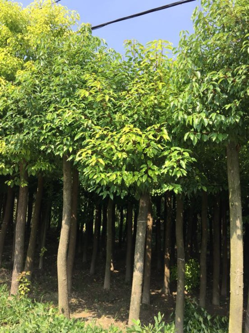 香樟12~14cm12~14cm4米以上，移植香樟