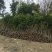 八月桂，金桂2-3-4公分，大量供应，绿化苗木基地