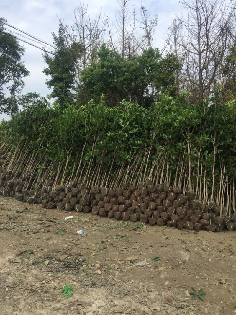 八月桂，金桂2-3-4公分，大量供应，绿化苗木基地