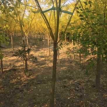黄金槐6~8cm2.5~3m，各种各样规格其全，垂槐