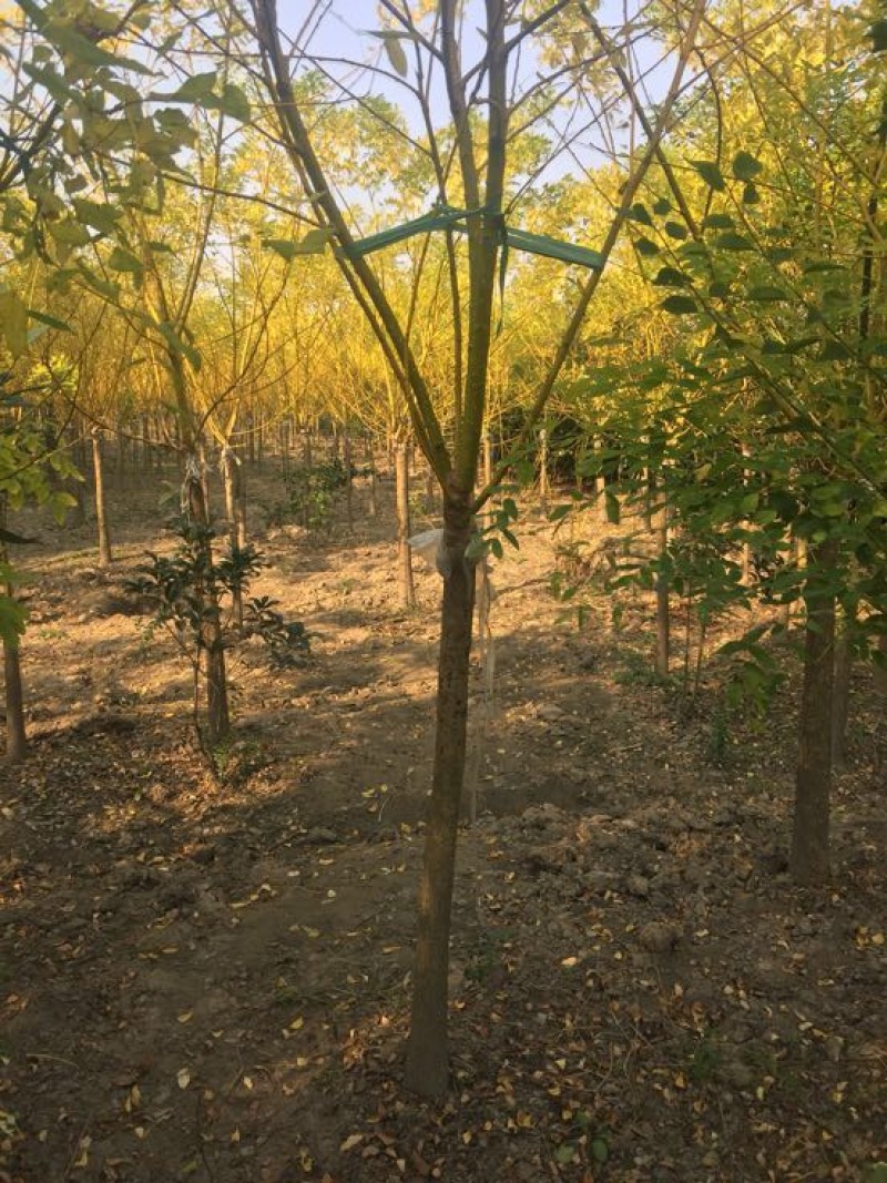 黄金槐6~8cm2.5~3m，各种各样规格其全，垂槐