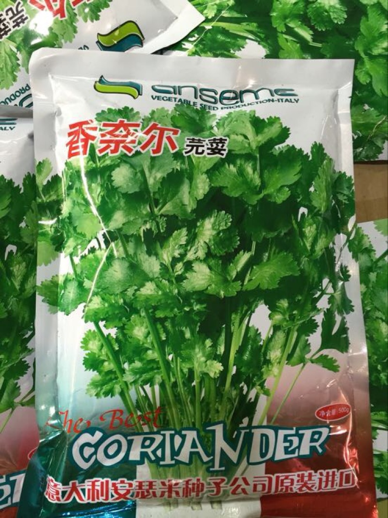 香菜种子