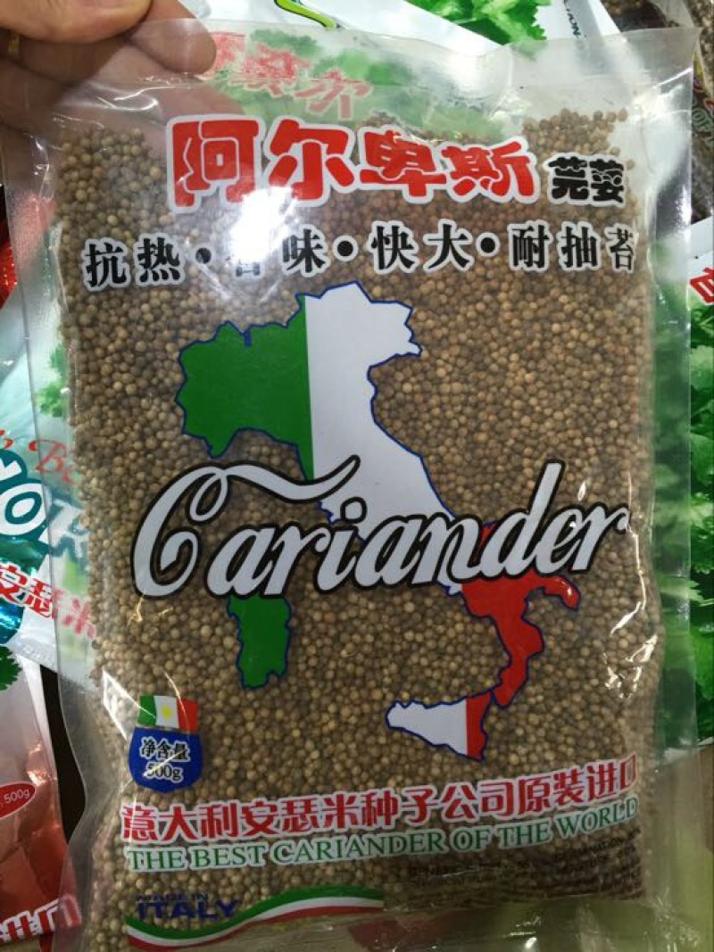 香菜种子