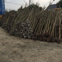 紫薇，紫薇树，各种各样，2-15公分紫薇树，绿化种树