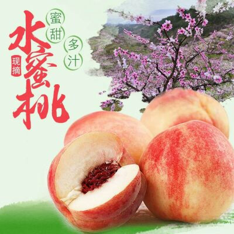 桃子桃园基地，自产自销欢迎咨询订购
