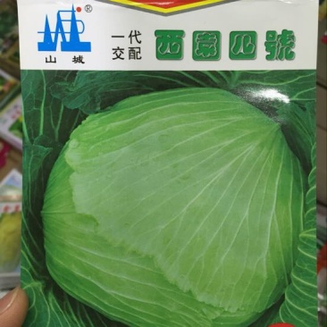 甘蓝种子