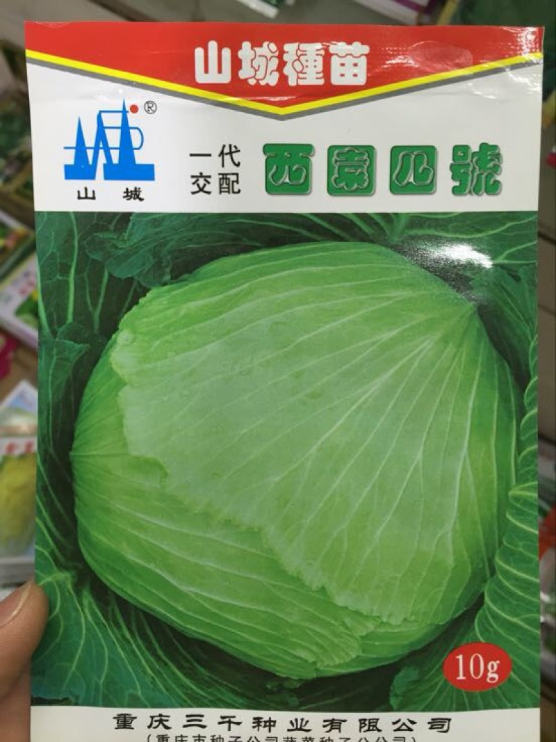 甘蓝种子