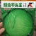 甘蓝种子