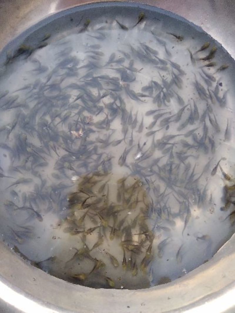 白乌鱼苗寸片