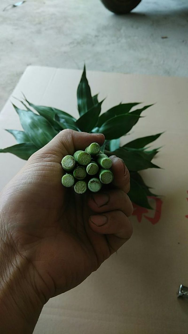 包邮富贵竹中竹海南基地直发全国，货源充足，欢迎电联下单