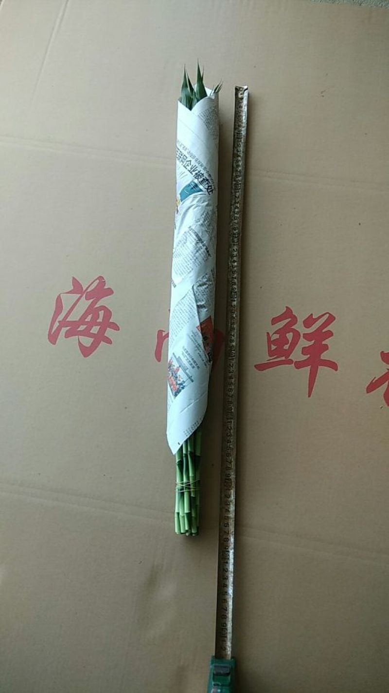 包邮富贵竹中竹海南基地直发全国，货源充足，欢迎电联下单