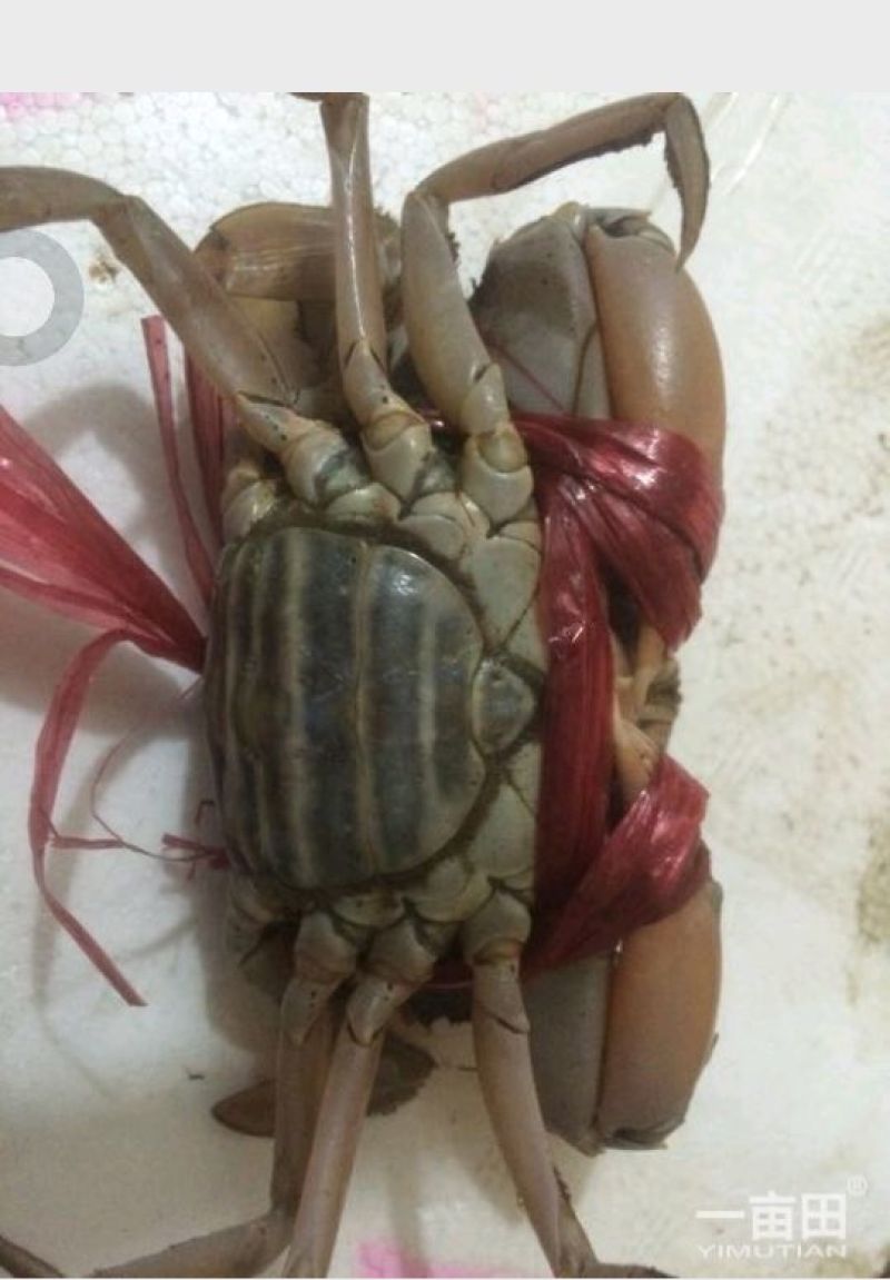 膏蟹100克缅甸鲜活螃蟹青蟹