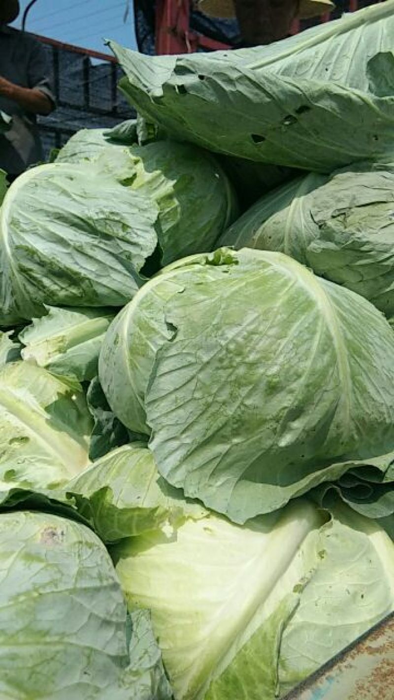 强力50扁包菜，质量好，价格合理，按需发货全国