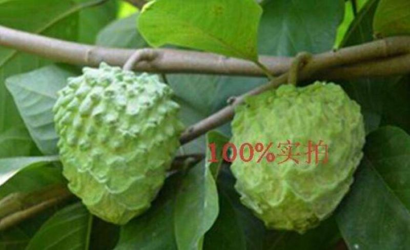 释迦种子新鲜饱满嫁接苗大量供应