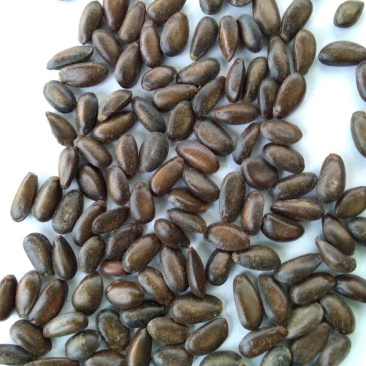 释迦种子新鲜饱满嫁接苗大量供应