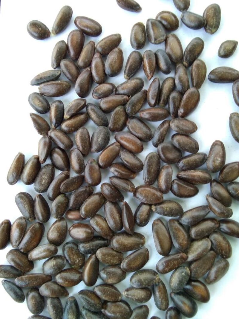 释迦种子新鲜饱满嫁接苗大量供应