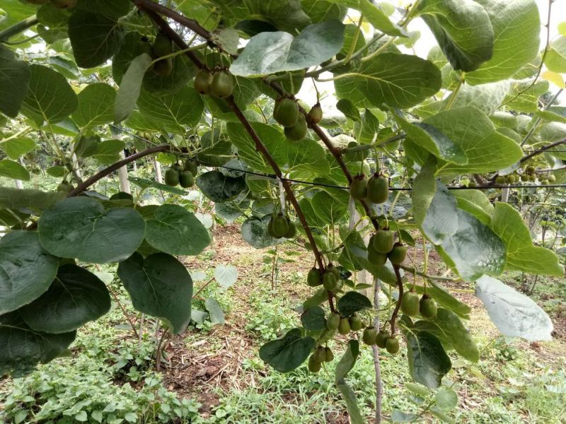 高山种植有机红心猕猴桃