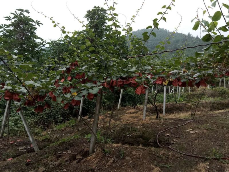 高山种植有机红心猕猴桃