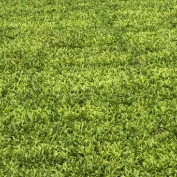 黄莺草