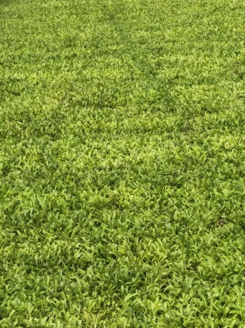 黄莺草