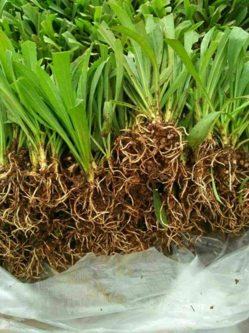 黄莺草