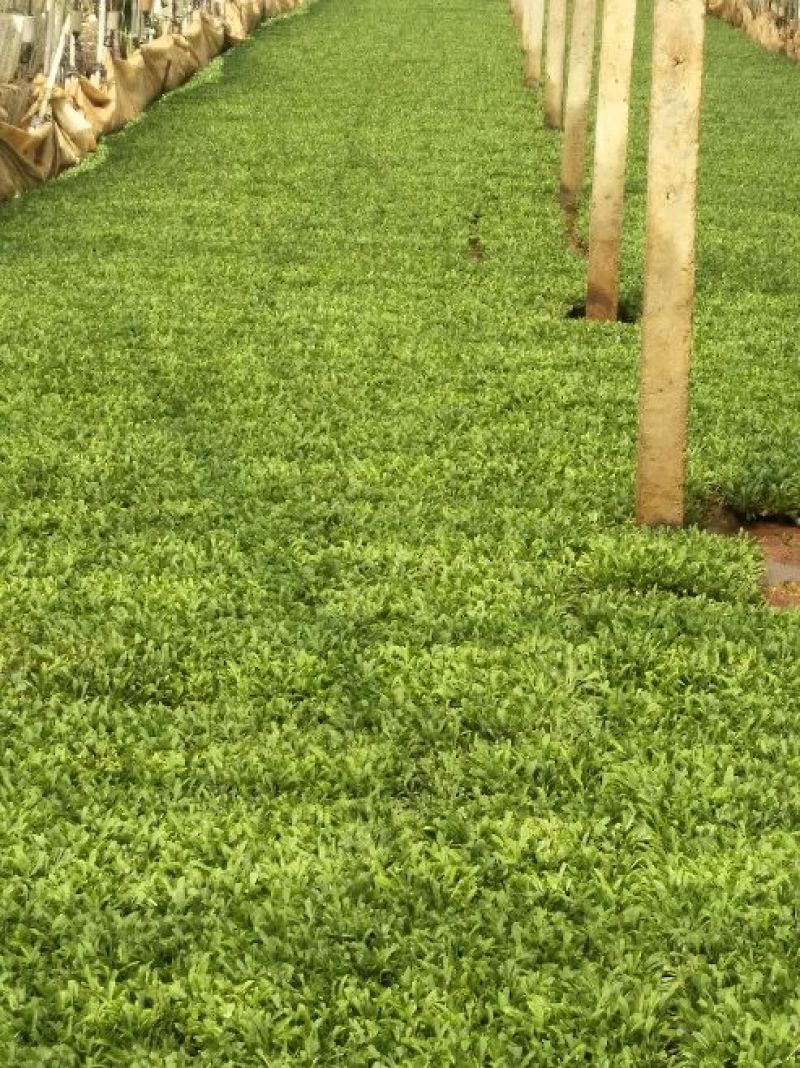 黄莺草