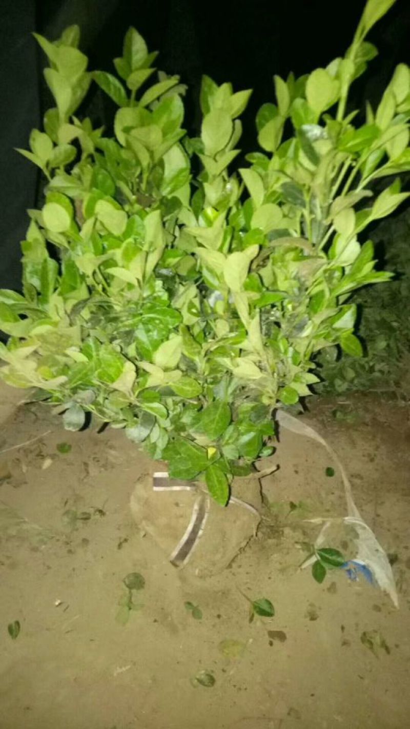 卫矛毛球