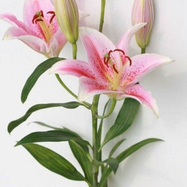百合