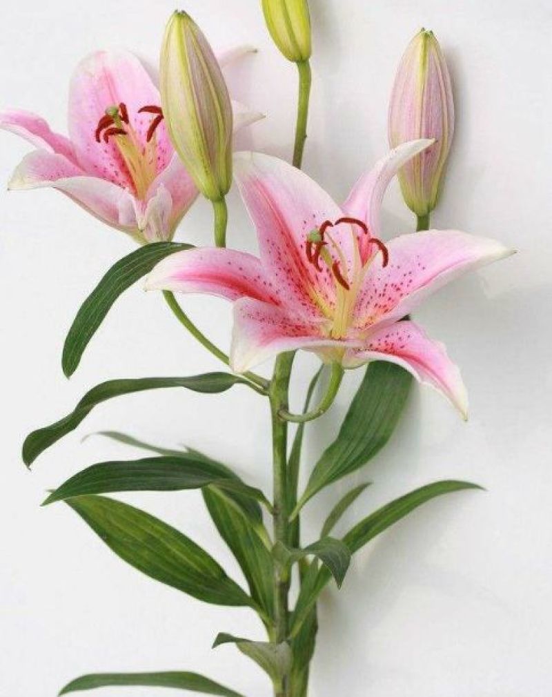 百合