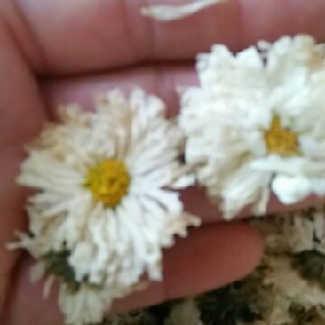菊花茶，黄山贡菊，520活动开始了，一斤