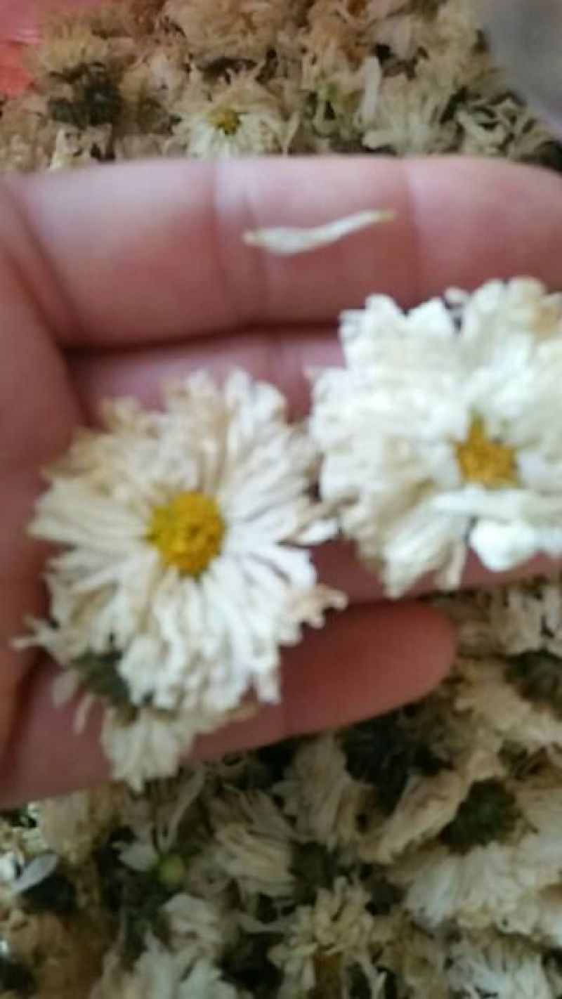菊花茶，黄山贡菊，520活动开始了，一斤