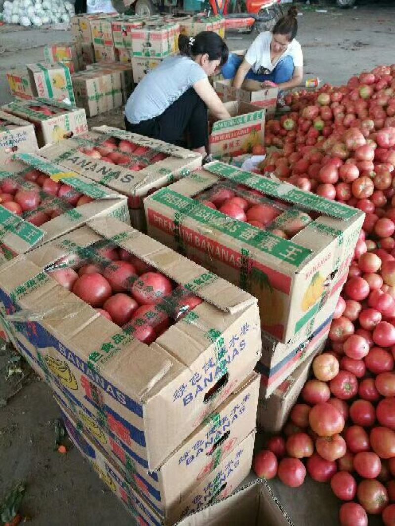 河北邯郸西红柿大量上市实力代收大量供应