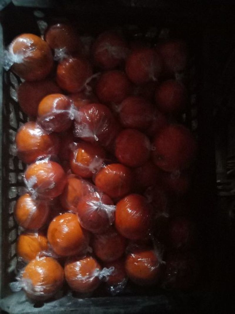 资中塔罗科血橙热卖中