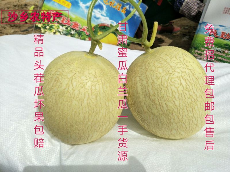 甘肃甜瓜白兰瓜银帝一件包邮