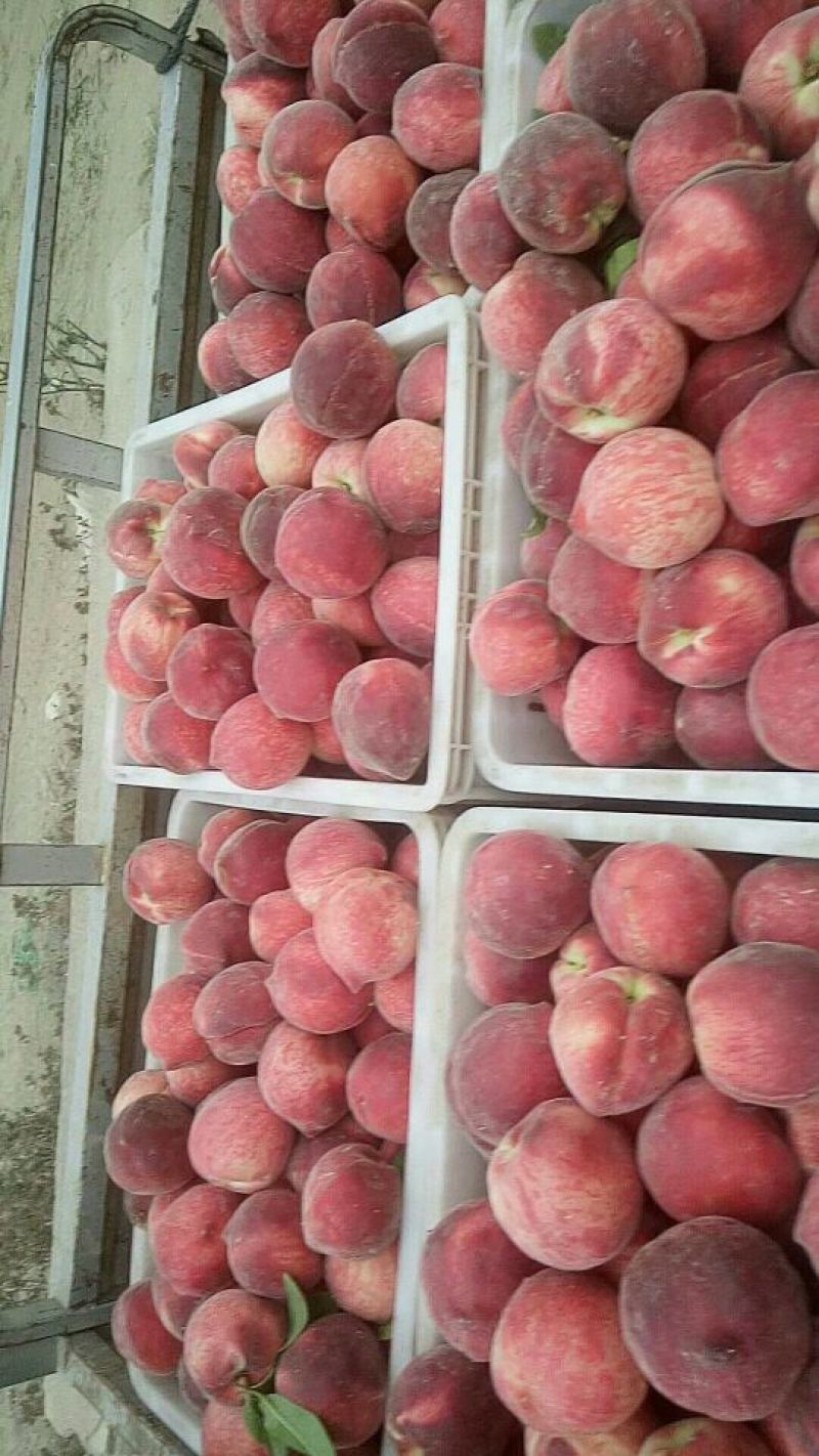 油桃毛桃